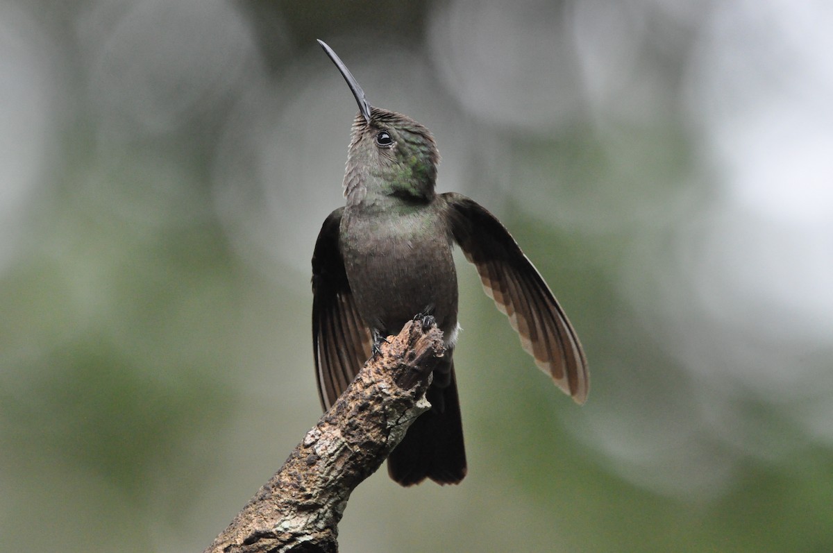 Sombre Hummingbird - ML97372921