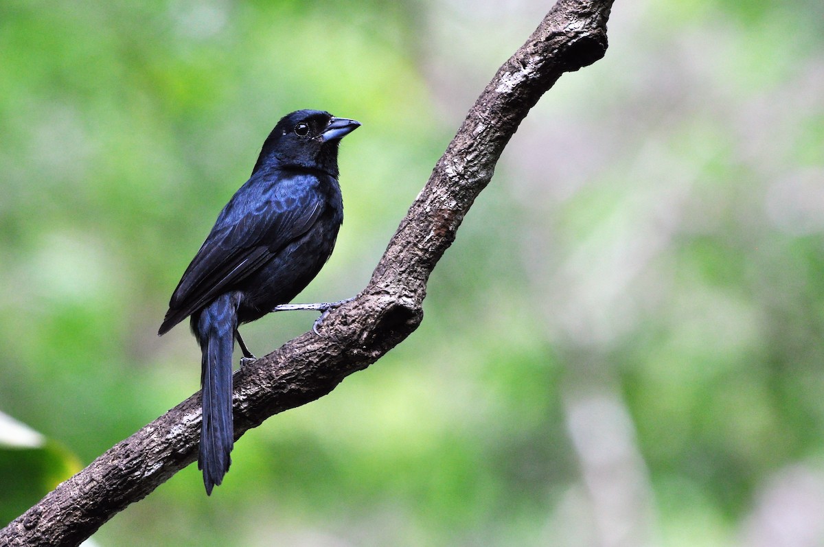 Ruby-crowned Tanager - Edvaldo R. Nuvolari