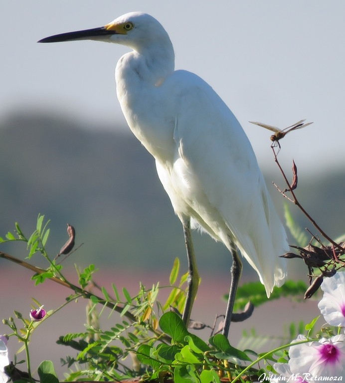 Snowy Egret - Julián Retamoza