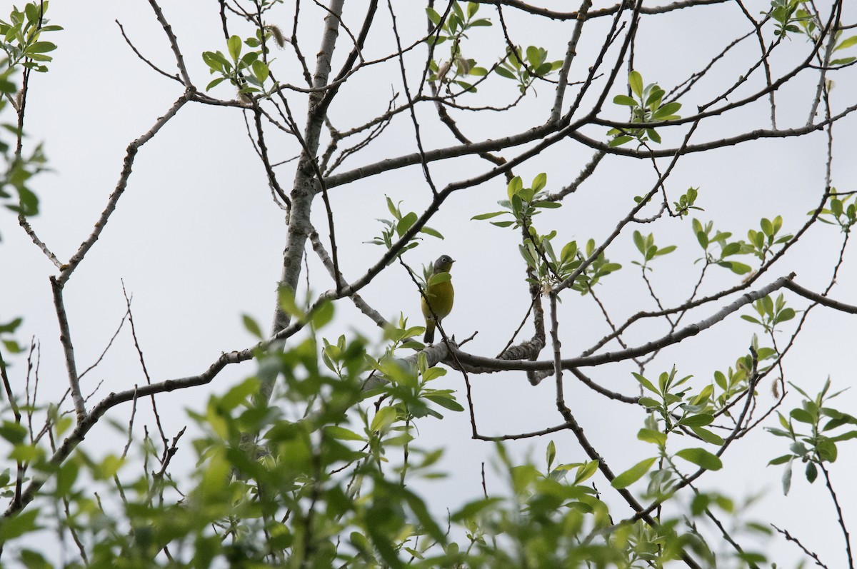 Nashville Warbler - ML97373321