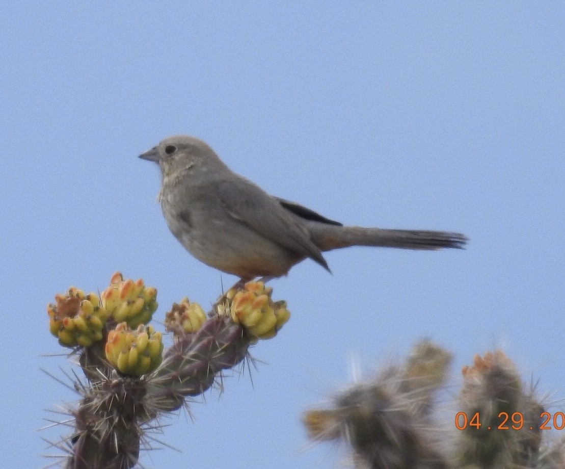 Canyon Towhee - ML97373541