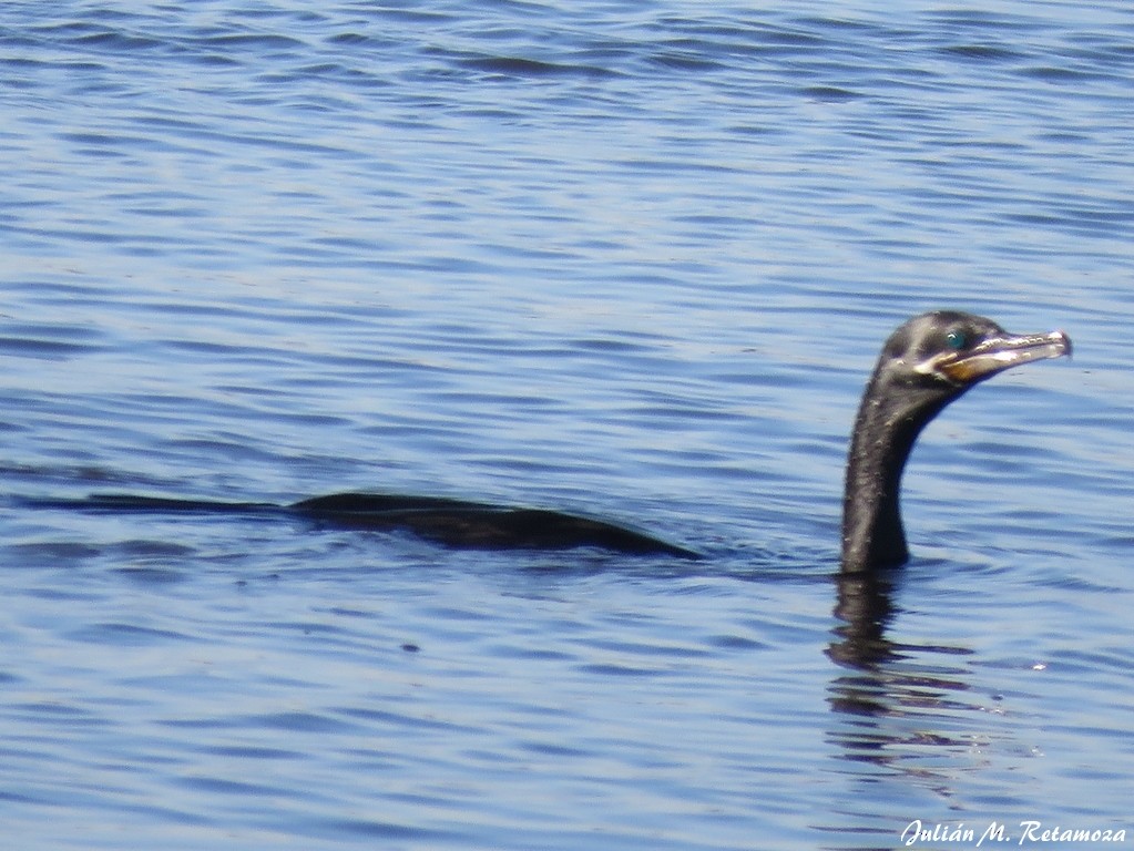 Neotropic Cormorant - ML97373771