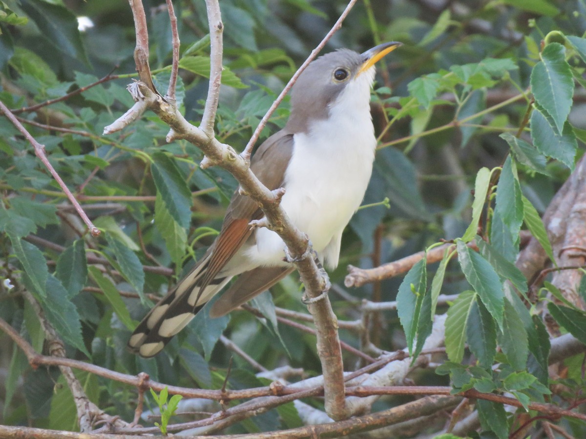 Yellow-billed Cuckoo - ML97374151