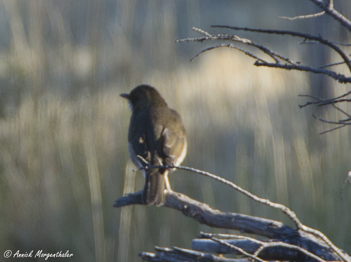 Creamy-bellied Thrush - ML97375311