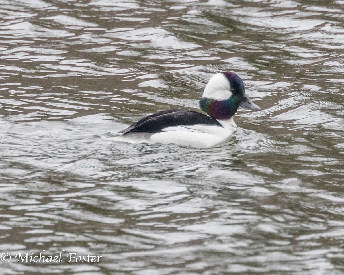 Bufflehead - ML97375501