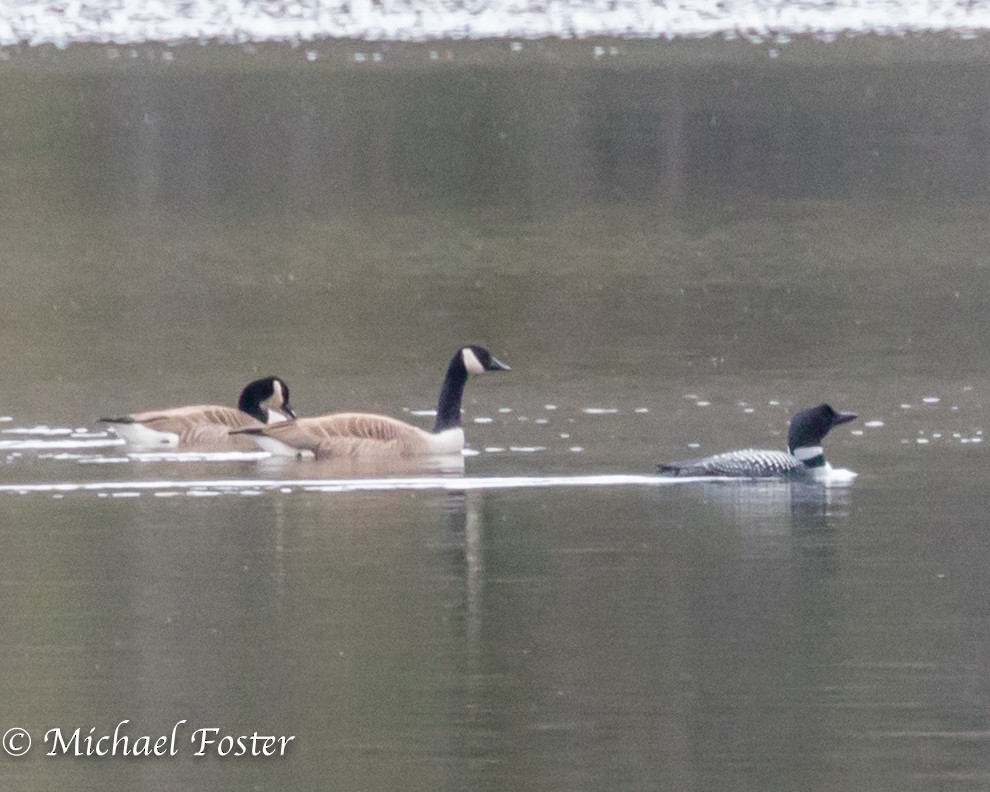 Common Loon - Michael Foster