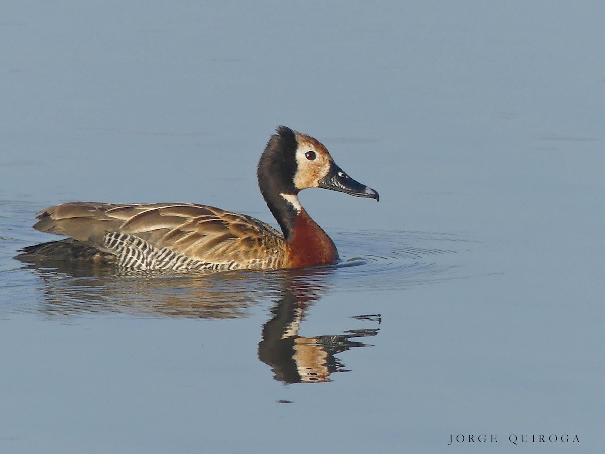 White-faced Whistling-Duck - Jorge  Quiroga