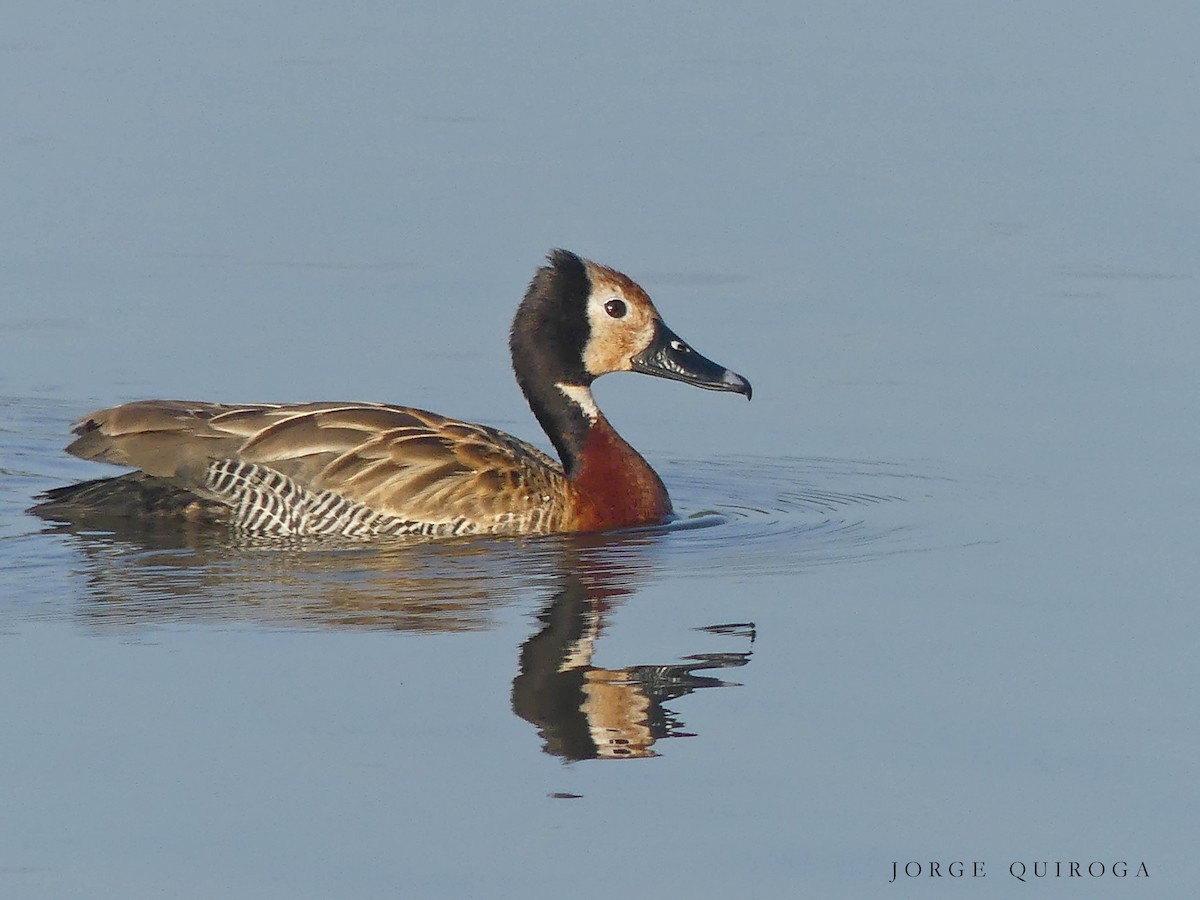 White-faced Whistling-Duck - ML97379231