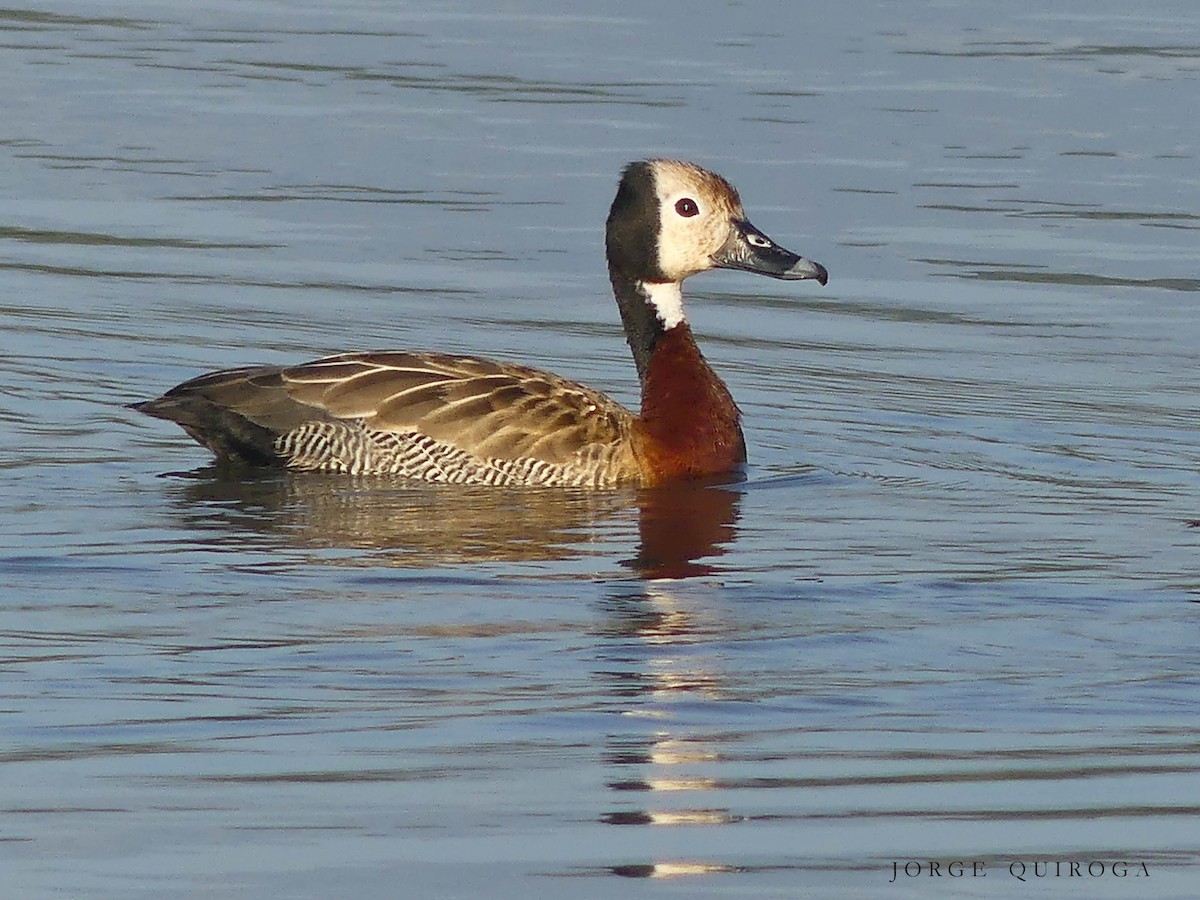 White-faced Whistling-Duck - ML97379241