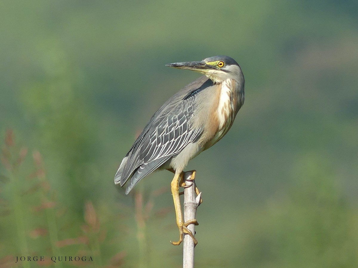 Striated Heron - ML97379471