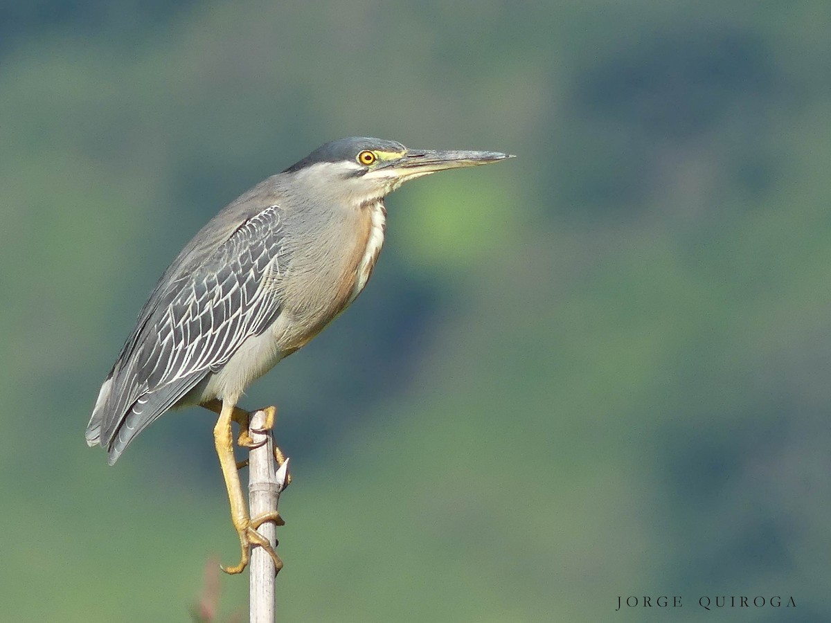 Striated Heron - Jorge  Quiroga