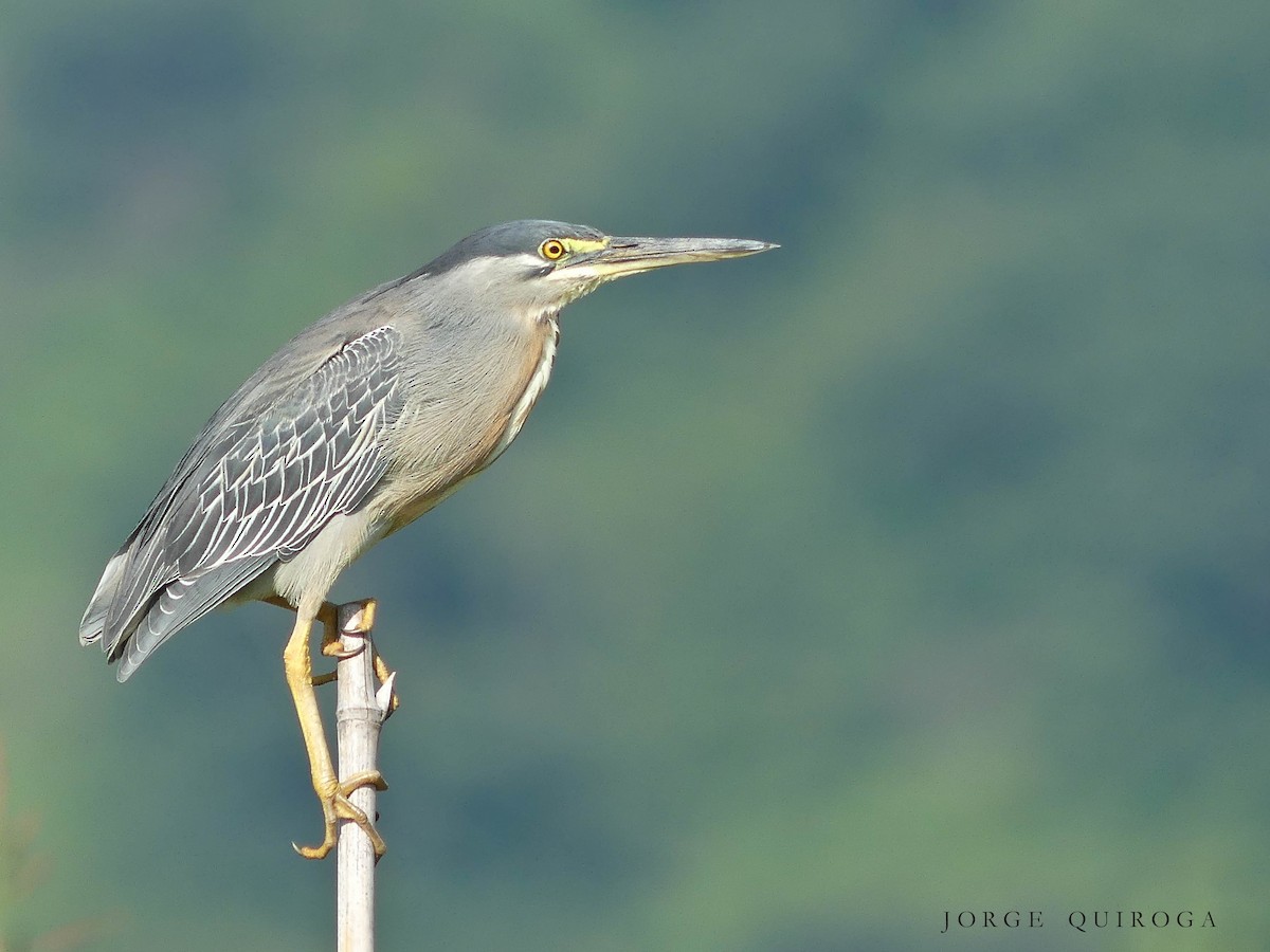 Striated Heron - ML97379491