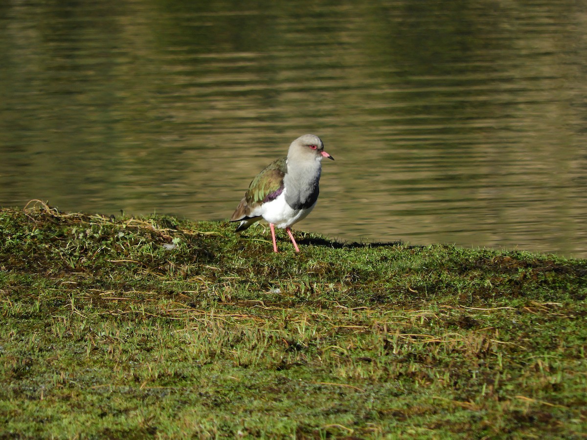 Andean Lapwing - ML97379571