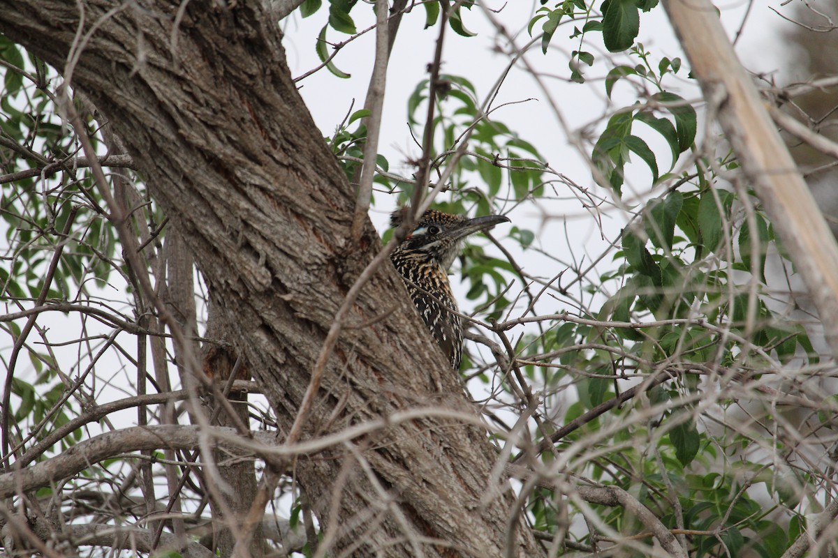 Greater Roadrunner - BJ dooley