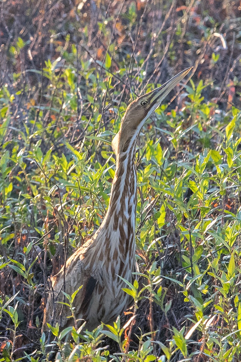 American Bittern - ML97387731