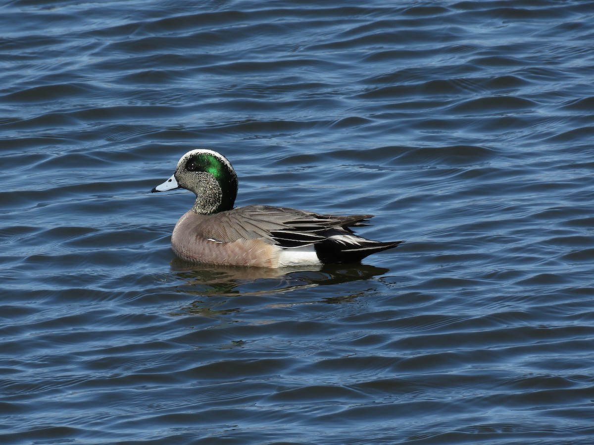 American Wigeon - Gilbert Côté