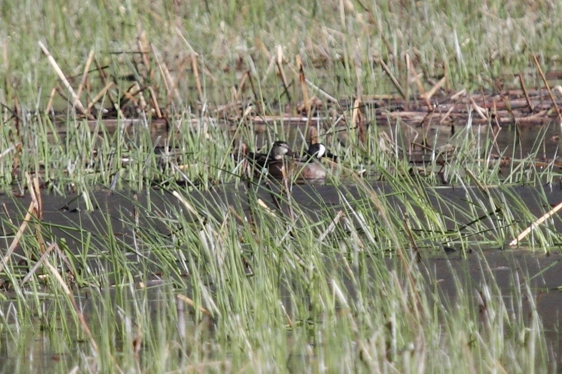 Blue-winged Teal - ML97391561