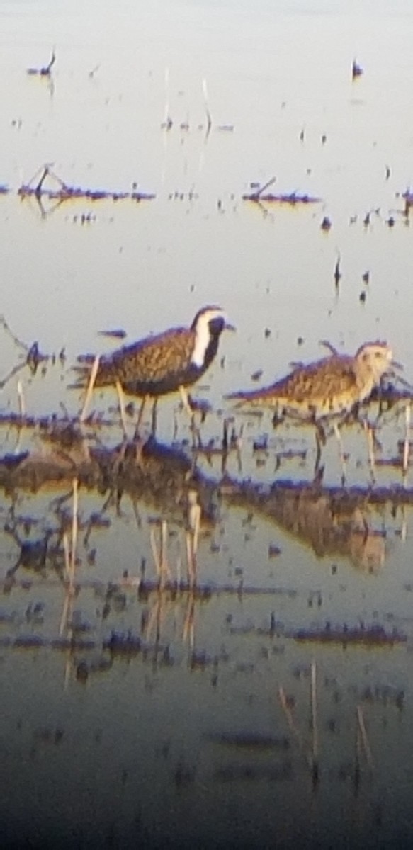 American Golden-Plover - ML97391941