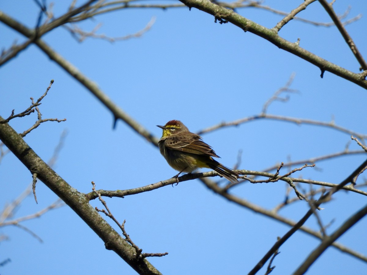 Palm Warbler - ML97392091