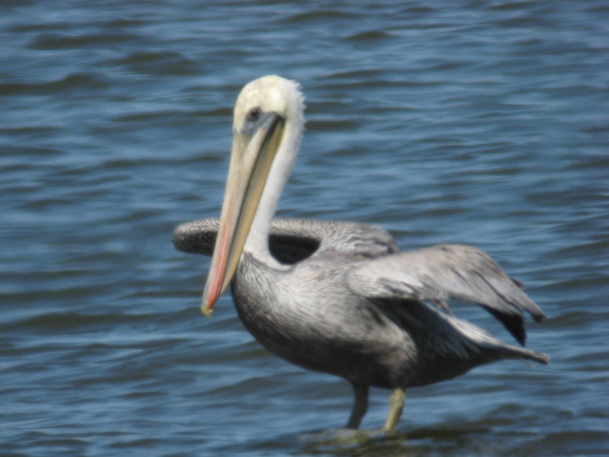 Brown Pelican - ML97392771