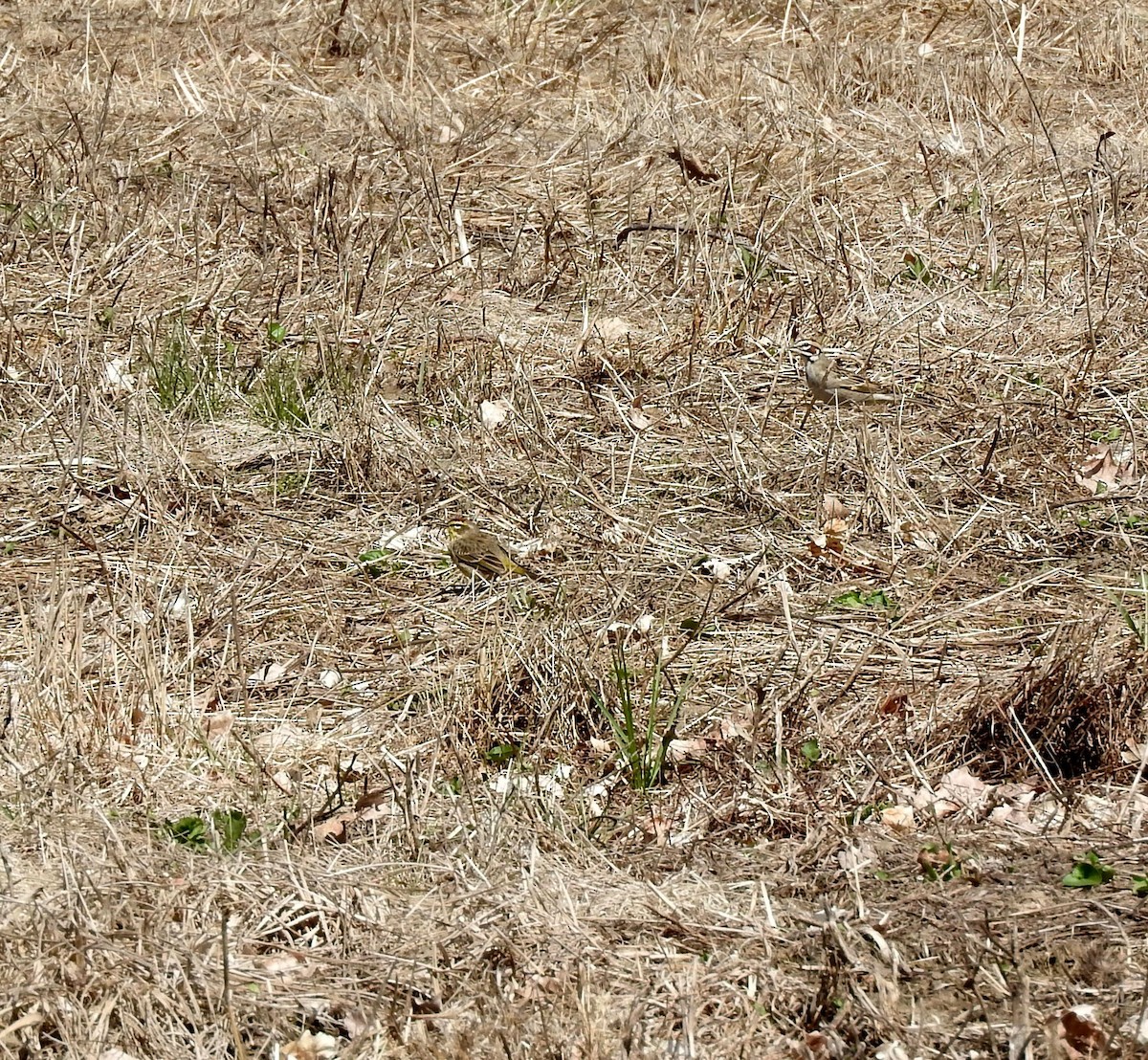 Lark Sparrow - ML97392881