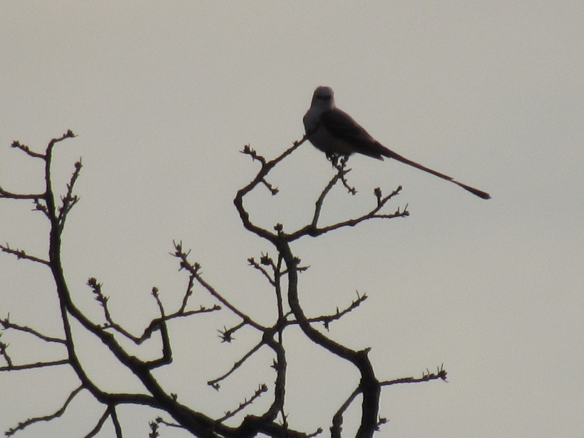 Scissor-tailed Flycatcher - ML97393051