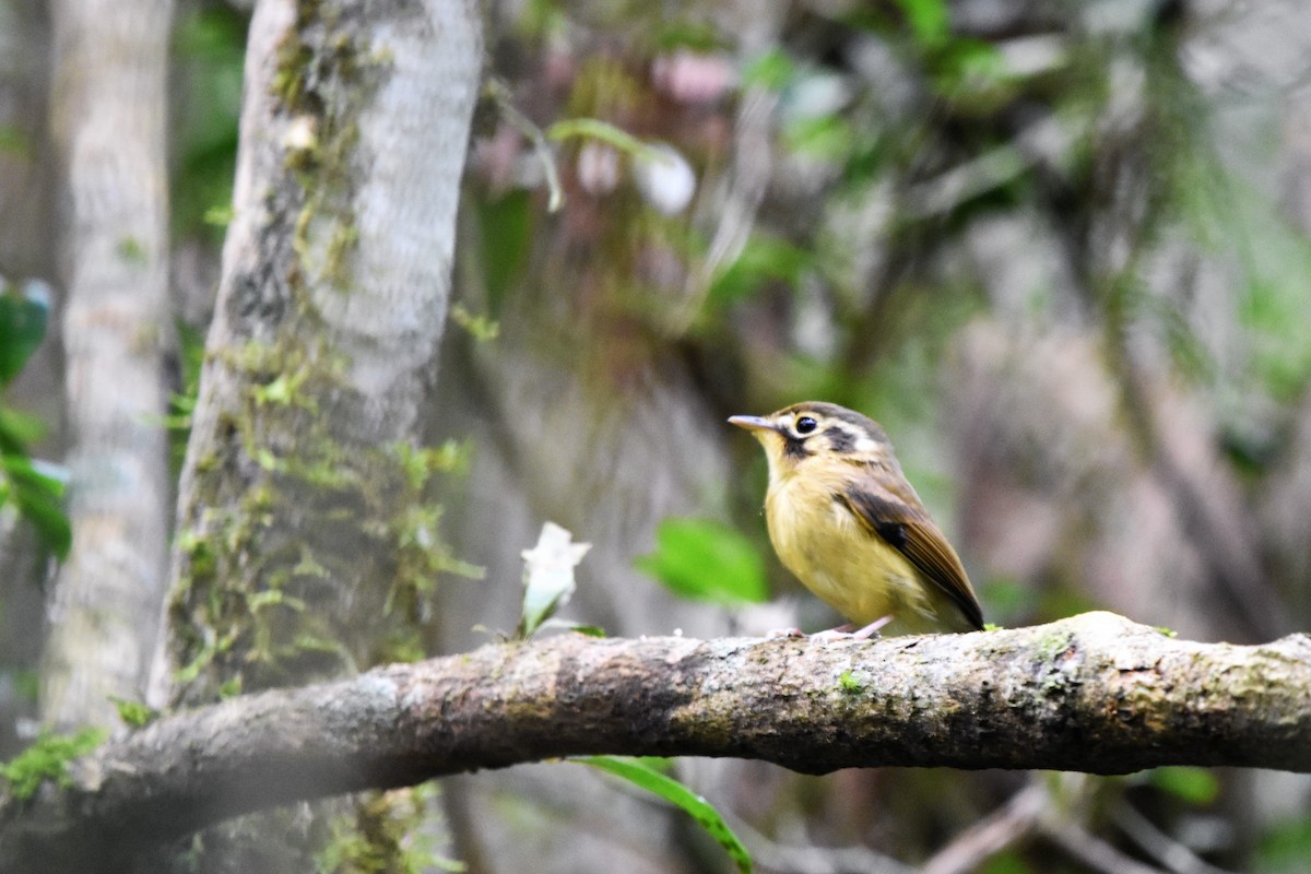 White-throated Spadebill - ML97394451