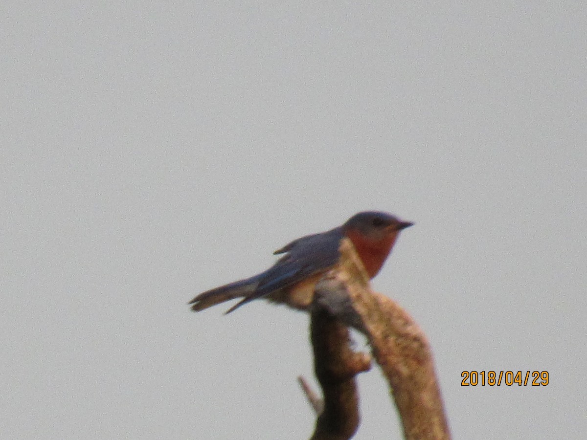 Eastern Bluebird - ML97395881