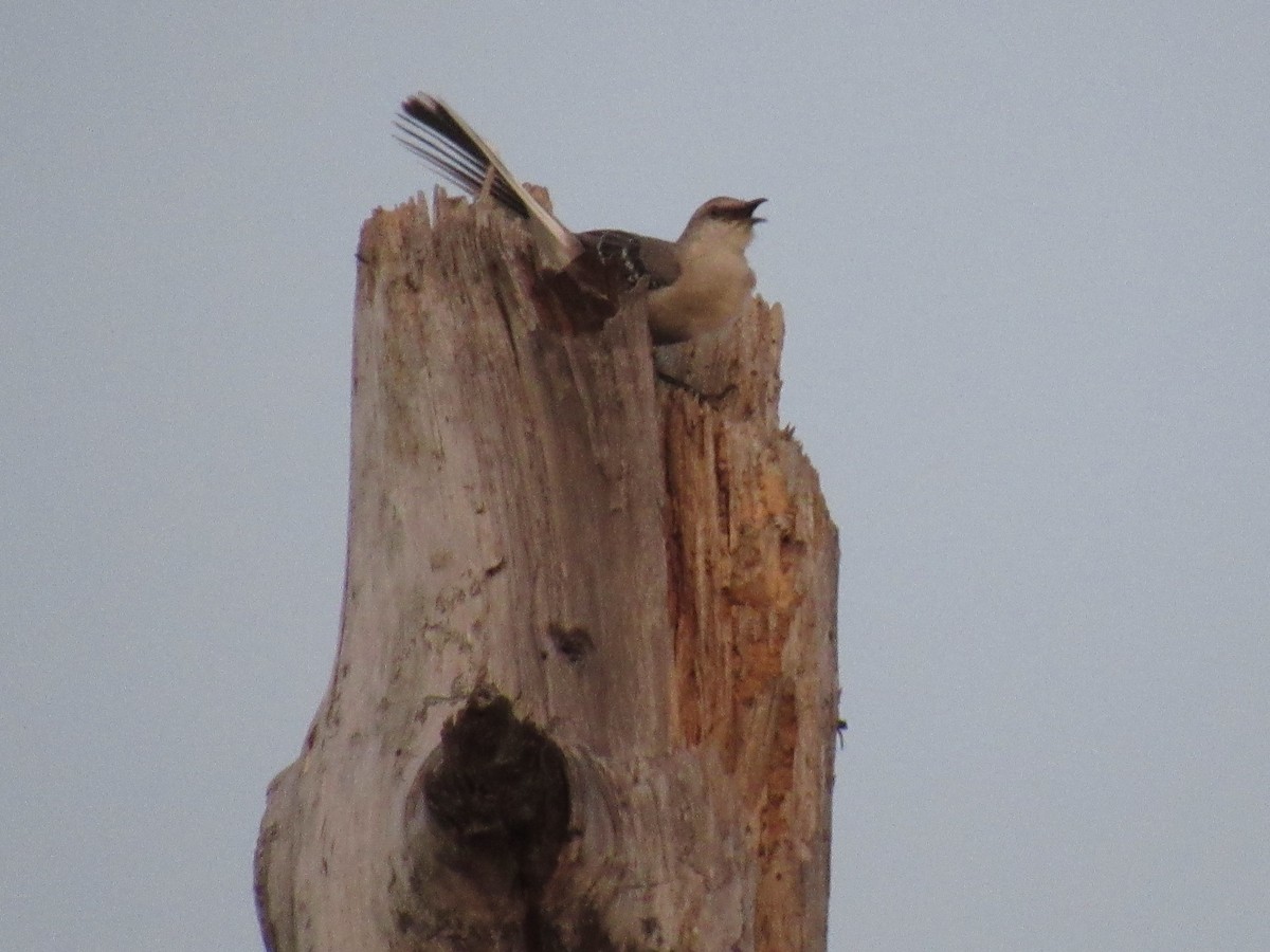 Northern Mockingbird - ML97396401