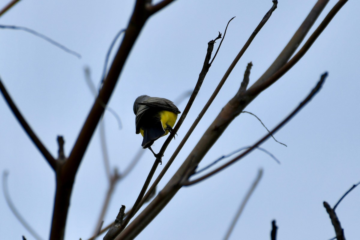 Western Kingbird - ML97397041