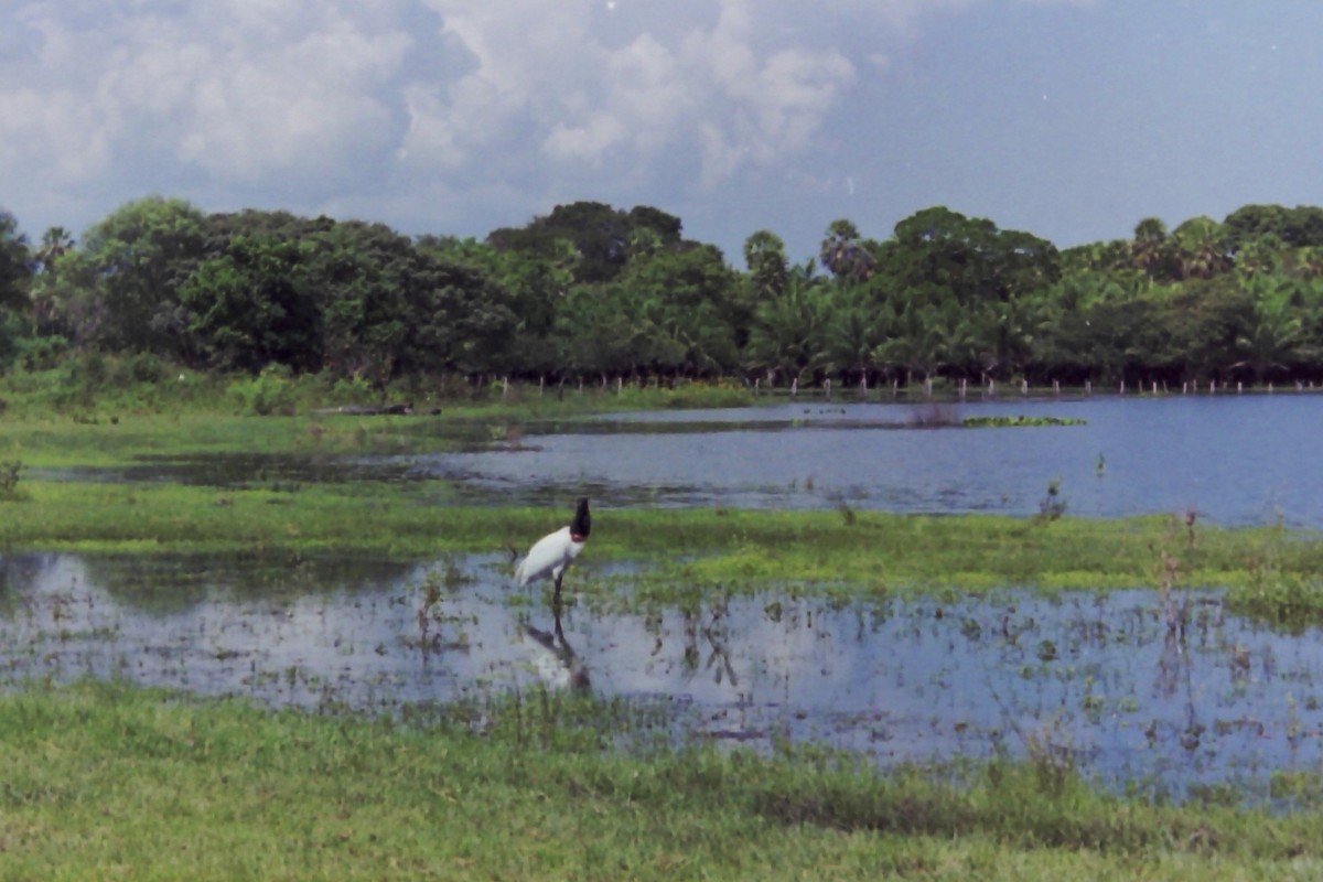 Jabiru - ML97398031