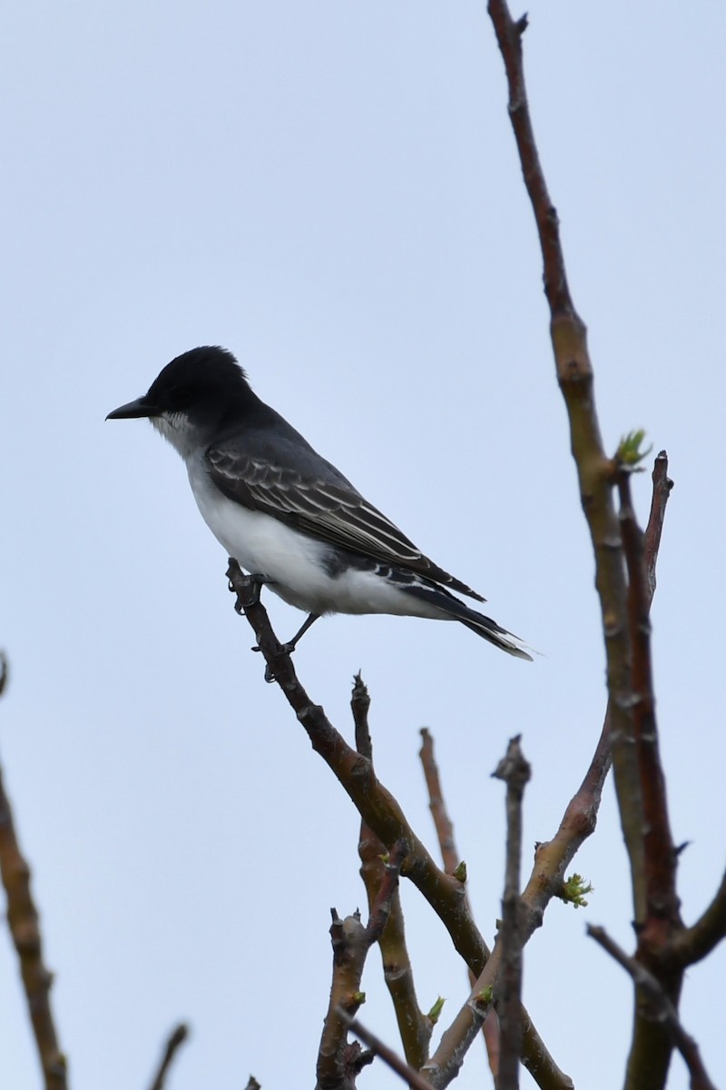 Eastern Kingbird - ML97398761