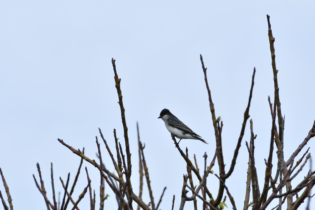 Eastern Kingbird - ML97398951