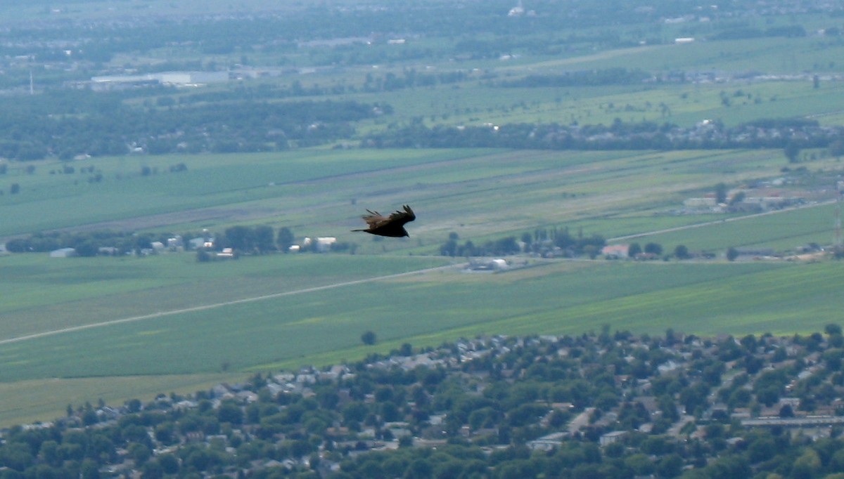 Turkey Vulture - ML97400831