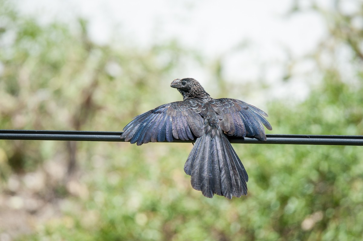 Smooth-billed Ani - Wayne Fidler