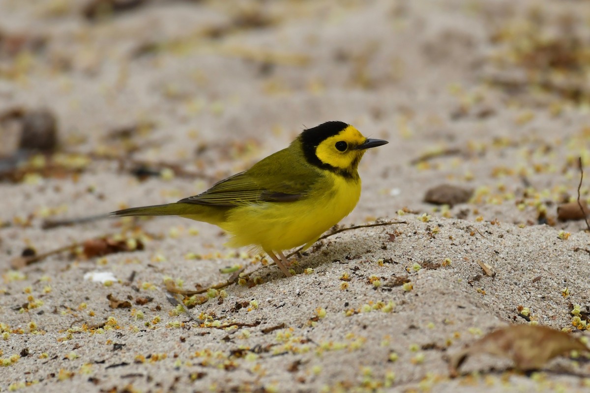 Hooded Warbler - ML97405411