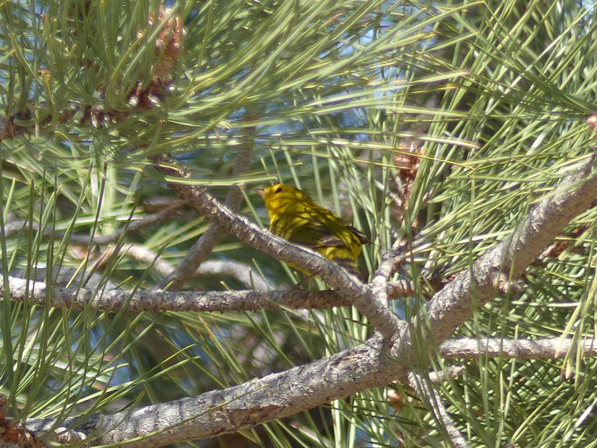 Wilson's Warbler - ML97406821