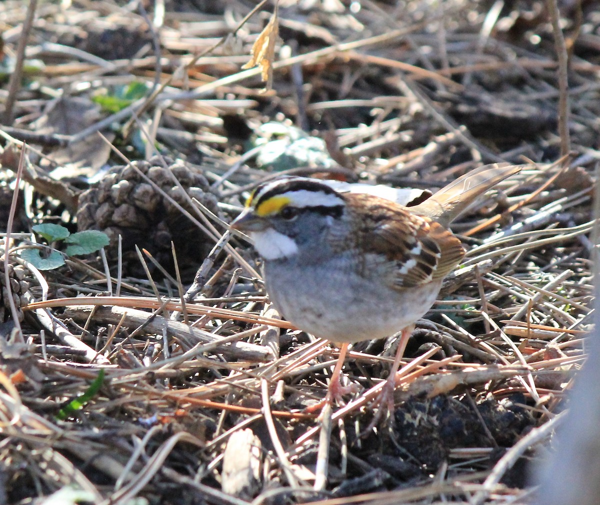 White-throated Sparrow - ML97409061