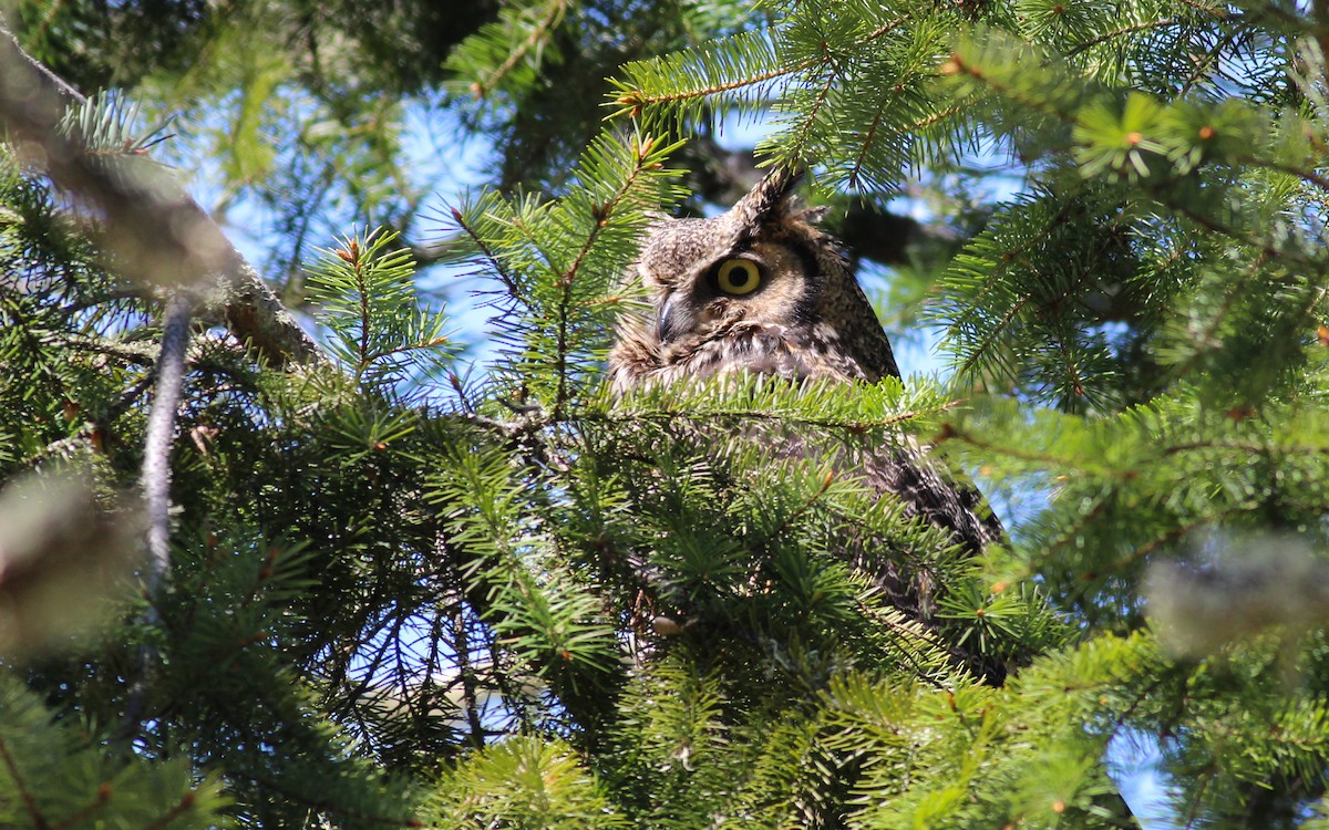 Great Horned Owl - ML97409071