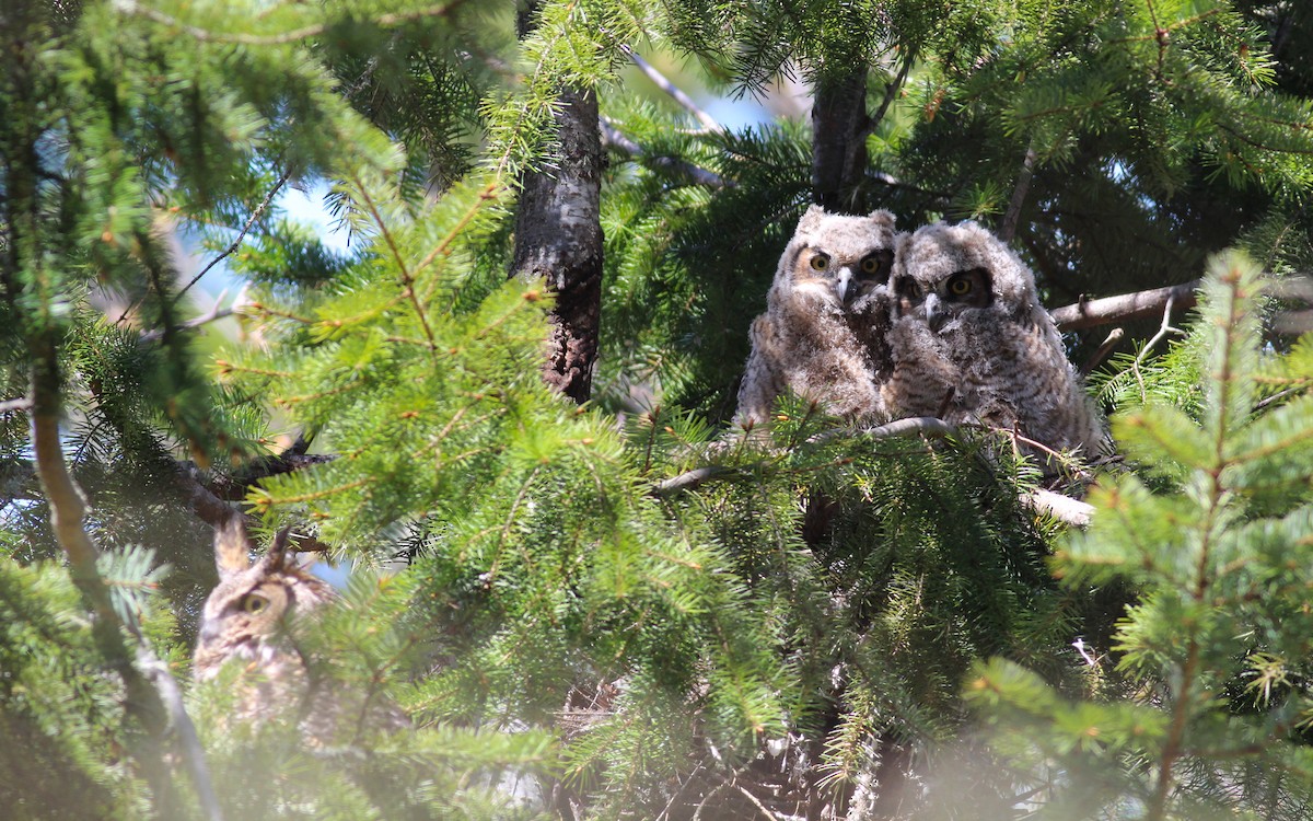 Great Horned Owl - ML97409101