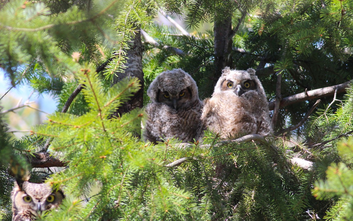Great Horned Owl - ML97409141
