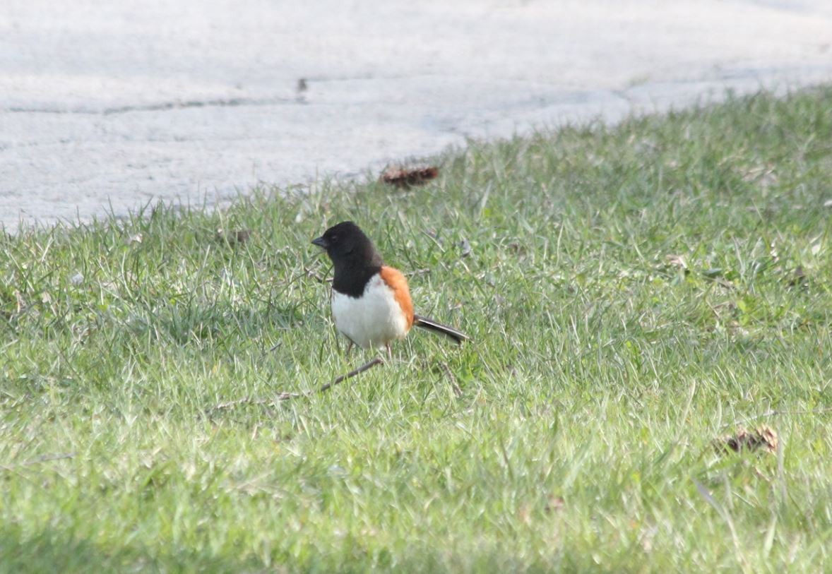 Eastern Towhee - ML97409891