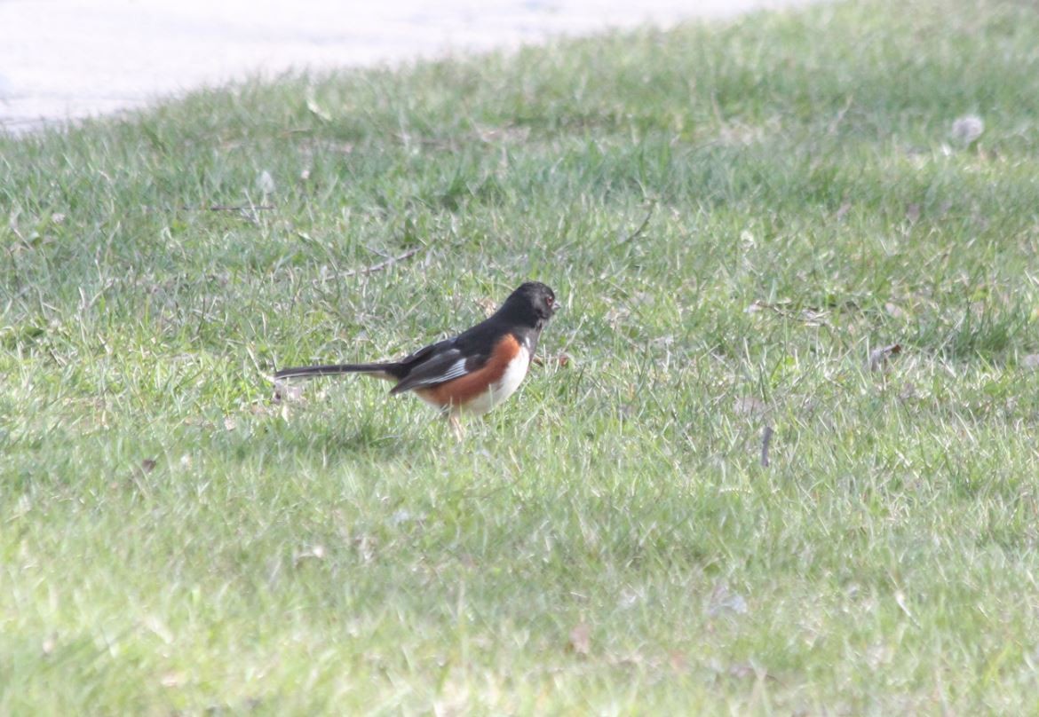 Eastern Towhee - ML97409931