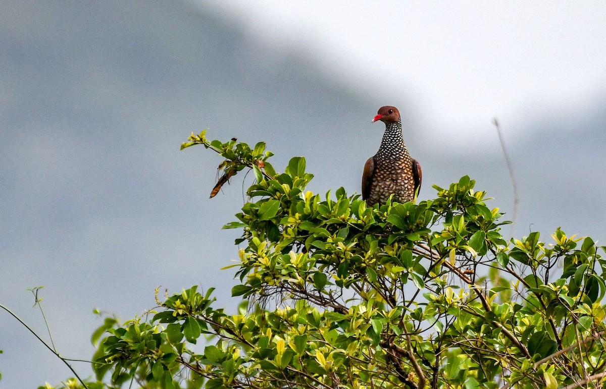 Scaled Pigeon - ML97411401