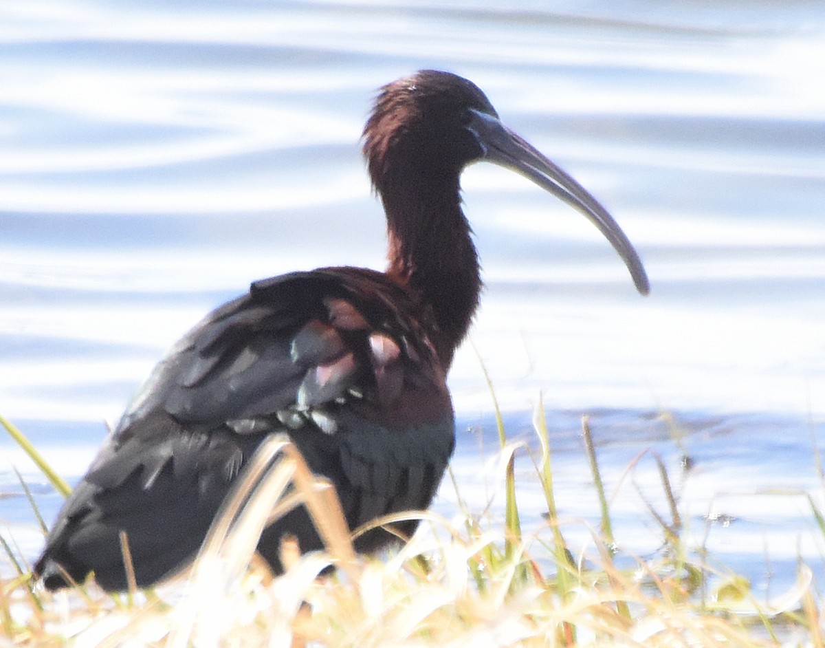 ibis hnědý - ML97411571