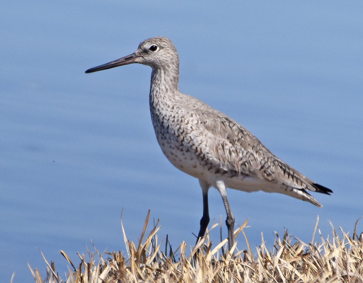 Willet - ML97413161