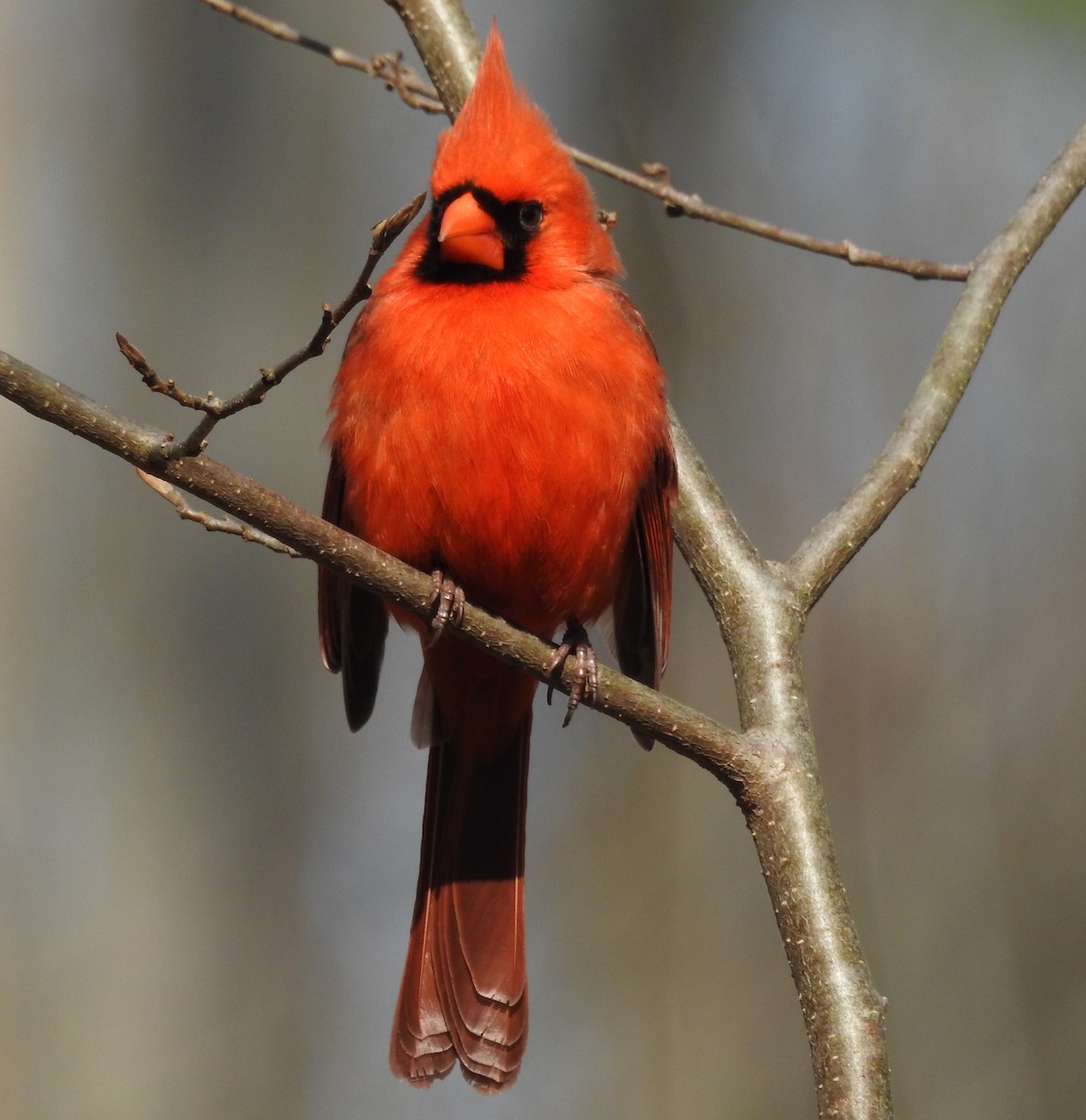 Northern Cardinal - Bonnie Kinder