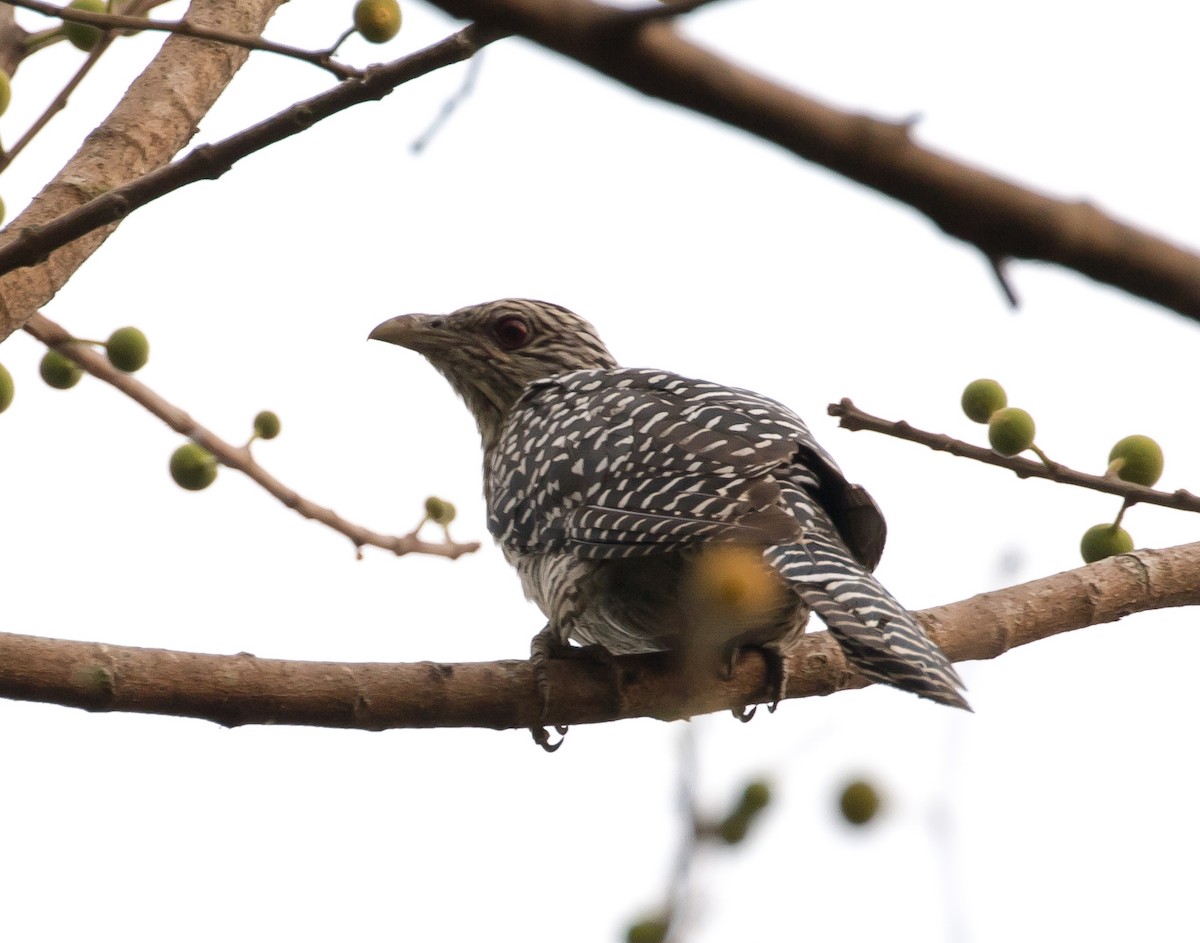 Asian Koel - Ian Burgess