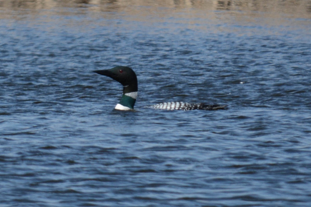 Common Loon - ML97417061