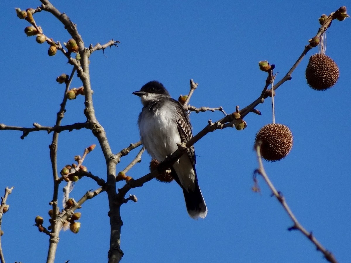 Eastern Kingbird - ML97418871